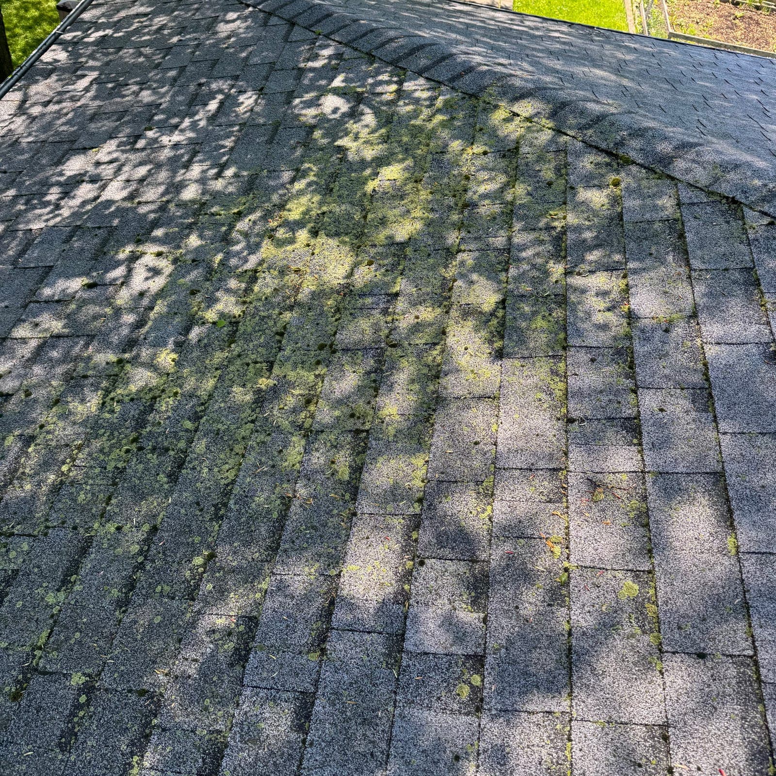 Before — Moss & algae stripped off asphalt shingles