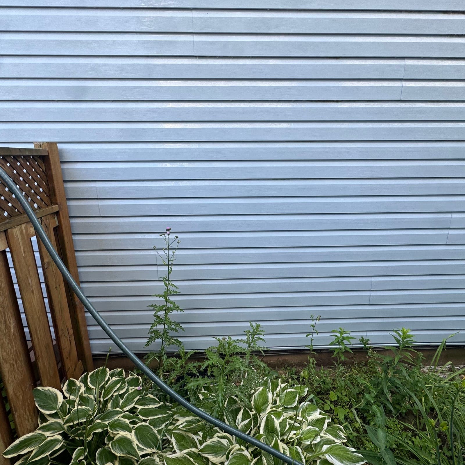 After — North wall greening, cleared to the foundation