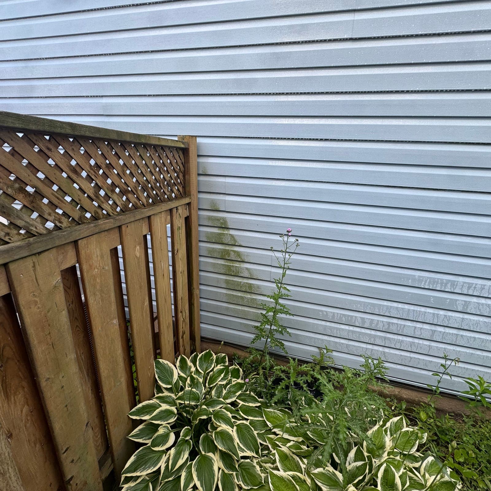 Before — North wall greening, cleared to the foundation